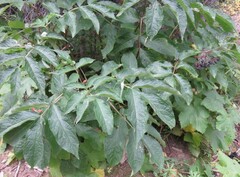 Sambucus racemosa melanocarpa