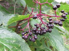 Sambucus racemosa melanocarpa