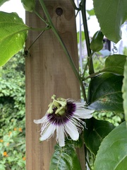 Passiflora edulis flavicarpa