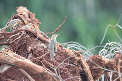 Campylorhynchus turdinus