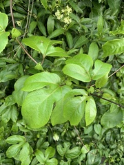 Passiflora edulis flavicarpa