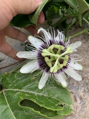 Passiflora edulis flavicarpa