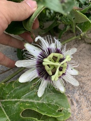 Passiflora edulis flavicarpa
