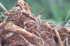 Campylorhynchus turdinus