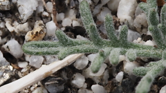 Chaenactis stevioides