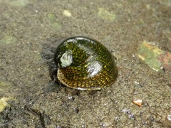 Clypeolum latissimum