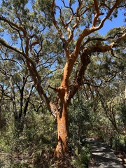 Angophora costata