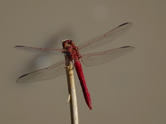 Orthemis nodiplaga