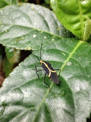 Hypselonotus linea