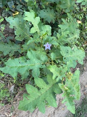 Solanum incanum
