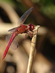 Orthemis nodiplaga
