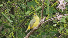 Euphonia affinis