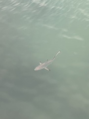 Carcharhinus limbatus