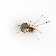 Wamba crispulus