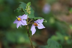 Solanum incanum