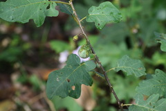 Solanum incanum