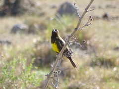Pseudoleistes virescens