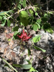 Passiflora cupraea
