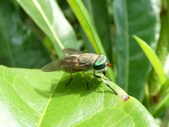 Tabanini