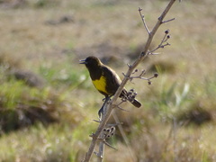 Pseudoleistes virescens