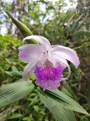 Sobralia rosea