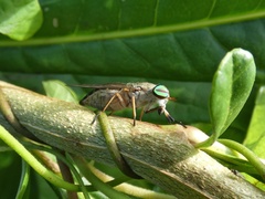 Tabanini