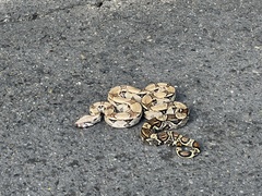 Boa constrictor