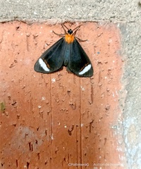 Hyalurga chthonophyle