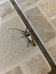 Calliphaula leucippe