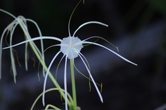 Hymenocallis littoralis