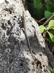 Cryptoblepharus novocaledonicus