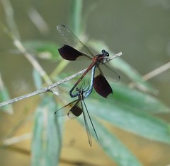 Formosan Damselfly
