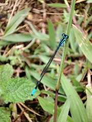 Argia oculata