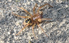 Amaurobius fenestralis