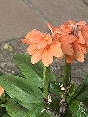Crossandra