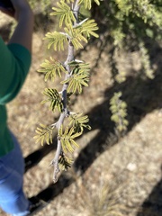 Vachellia schaffneri