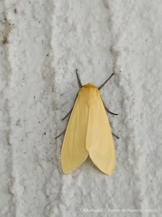 Pareuchaetes insulata