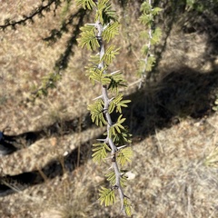 Vachellia schaffneri