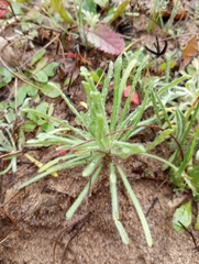 Cryptantha intermedia