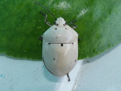 Augocoris gomesii