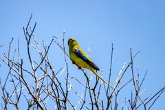 Neophema chrysostoma