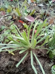 Cryptantha intermedia