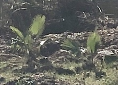 Washingtonia robusta