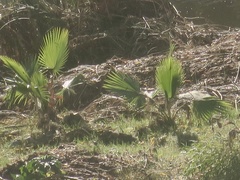 Washingtonia robusta