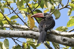 Lophoceros alboterminatus
