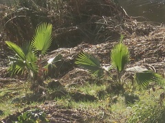 Washingtonia robusta