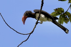 Lophoceros alboterminatus