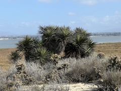 Yucca schidigera