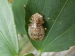 Antiteuchus