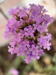 Verbena bonariensis